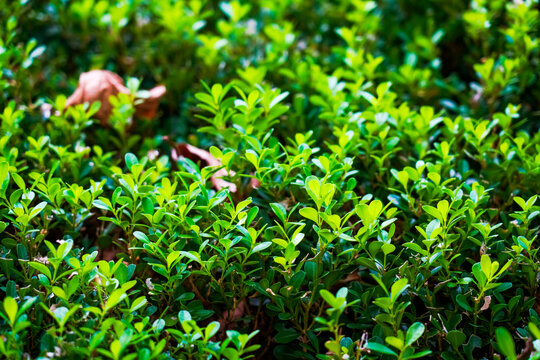Fresh green boxwood hedge close-up, vibrant foliage natural background