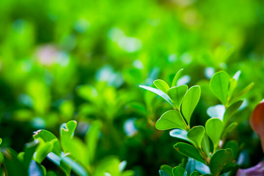 Fresh green boxwood hedge close-up, vibrant foliage natural background