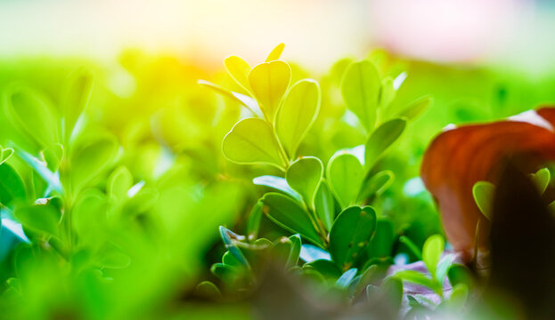 Fresh green boxwood hedge close-up, vibrant foliage natural background