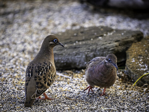 View of two Galapagos doves with distinctive blue eye rings standing on rocky ground in Galapagos Province, Ecuador.