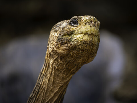 View of a giant tortoise head showing detailed wrinkled skin and textured neck in Isla Santa Maria, Islas Galapagos, Ecuador.