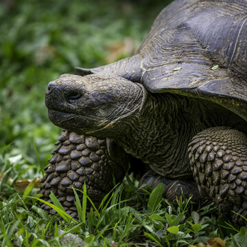 View of a Giant Tortoise walking through lush green grass on the island of Floreana, Isla Santa Maria Floreana, Islas Galapagos, Ecuador.