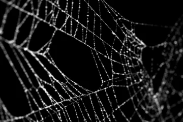 Macro of a real frost covered spider web with shallow dof. Authentic spiders web for an ominous haunted atmosphere. Eerie silhouette of a real cobweb for a scary spooky Halloween backgrounds overlay. © Leigh Prather