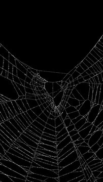 Real frost covered spider web. Authentic old and broken spiders web for an ominous haunted atmosphere. Eerie silhouette of a real dusty cobweb for a scary spooky Halloween backgrounds overlay.