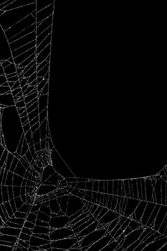 Real frost covered spider web. Authentic old and broken spiders web for an ominous haunted atmosphere. Eerie silhouette of a real dusty cobweb for a scary spooky Halloween backgrounds overlay.