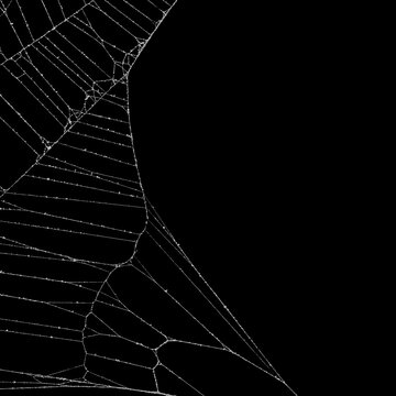 Side edge of real frost covered spider web. Authentic spiders web for an ominous haunted atmosphere. Eerie silhouette of a real dusty cobweb for a scary spooky Halloween backgrounds overlay.