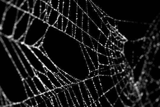 Macro of a real frost covered spider web with shallow dof. Authentic spiders web for an ominous haunted atmosphere. Eerie silhouette of a real cobweb for a scary spooky Halloween backgrounds overlay.
