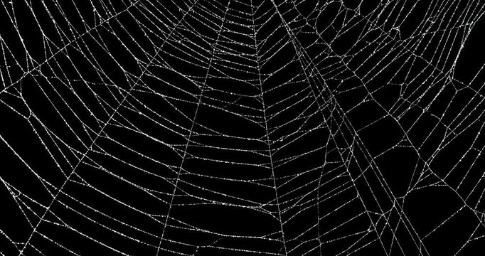 Real frost covered spider web background with slow movement. Authentic detailed spiders web moving in wind. Eerie silhouette of a real cobweb for spooky Halloween backgrounds overlay. Seamless Loop.
