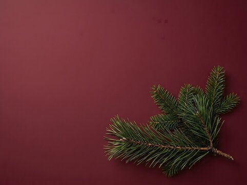 Green pine branch with needles on deep purple background