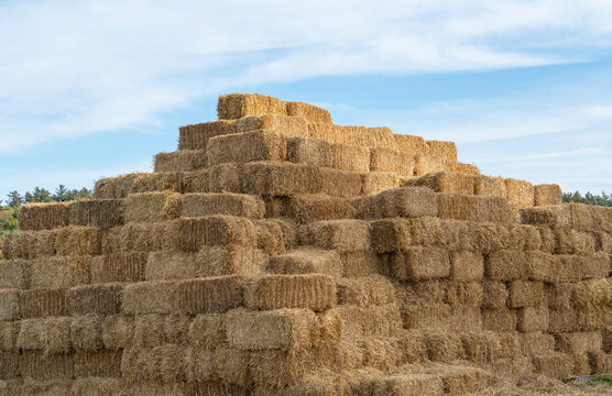 stacked square bales of harvested hay in the farm