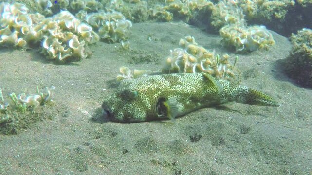 Starry Pufferfish (Arothron stellatus), also known as the stellate puffer, resting on a sandy ocean floor. This large marine fish features an oval, scaleless body covered in small dark spots.