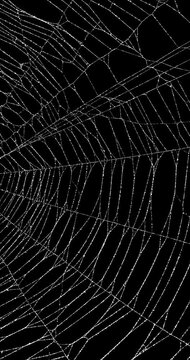 Real frost covered spider web background with slow movement. Authentic detailed spiders web moving in wind. Eerie silhouette of a real cobweb for spooky Halloween backgrounds overlay. Seamless Loop.