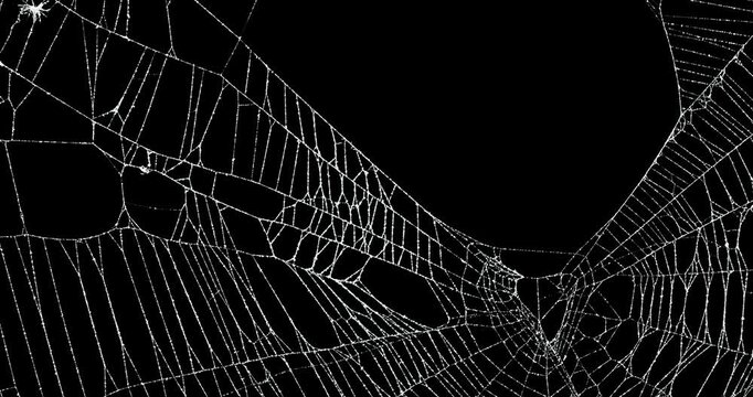 Real frost covered spider web background with movement. Authentic old and broken spiders web moving in wind. Eerie silhouette of a real cobweb for spooky Halloween backgrounds overlay. Seamless Loop.