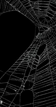 Real frost covered spider web background with movement. Authentic old and broken spiders web moving in wind. Eerie silhouette of a real cobweb for spooky Halloween backgrounds overlay. Seamless Loop.