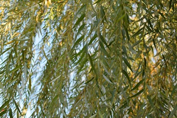 Background of green leaves. Beautiful willow branches with lush foliage against a blue sky on a sunny day © LineDP