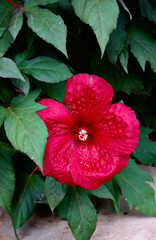 red hibiscus flower © A