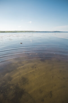 A wide steppe river in Kazakhstan, with aquatic plants drifting in the water under bright sunlight; a habitat rich in flora and fauna. A landscape suitable for use as a background