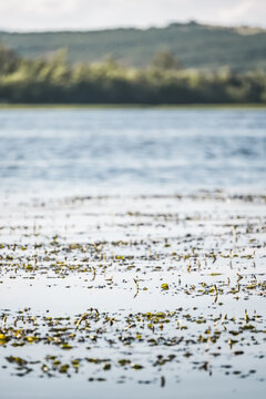 A wide steppe river in Kazakhstan, with aquatic plants drifting in the water under bright sunlight; a habitat rich in flora and fauna. A landscape suitable for use as a background