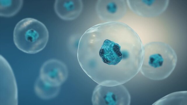 3D visualization of translucent biological cells with blue nuclei in a microscopic environment. Scientific animation illustrating cell biology, cellular structure and biological research.