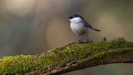Small tit perched on a moss-covered branch, with soft natural light, a blurred woodland background and copy space on the left © AlexandruPh