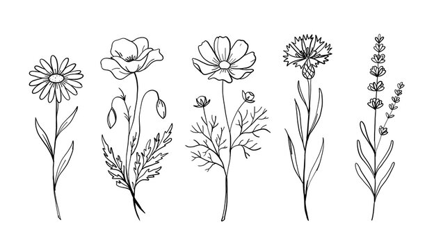 Flower drawings hand drawn style wildflowers set with daisy, poppy, cosmos, cornflower and lavender in delicate black outline botanical illustration