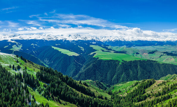 Aerial view of a vast mountain valley with lush green forests and distant snow-capped peaks under a summer sky in Kalajun Grassland, Ili, Xinjiang, China