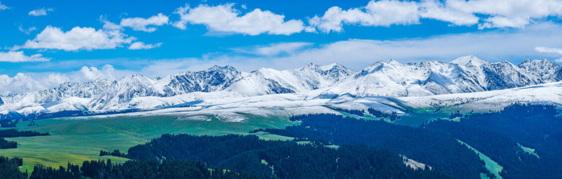 Aerial view of green meadows and spruce forests against a snow-capped mountain range under a cloudy sky in Kalajun Grassland, Ili, Xinjiang, China.