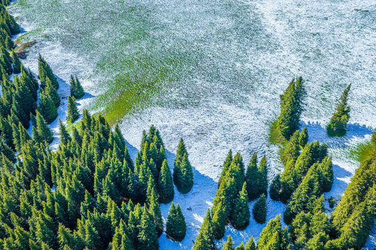 High-angle view of lush evergreen spruce forest bordering a mountain slope covered with fresh morning snow in Xinjiang, China