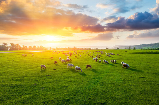Flock of sheep grazing on a green meadow at sunrise with morning sunlight in the Nalati Grassland, Xinjiang, China