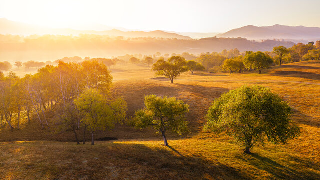 Golden autumn meadow landscape with scattered trees illuminated by morning sunlight, Inner Mongolia, China
