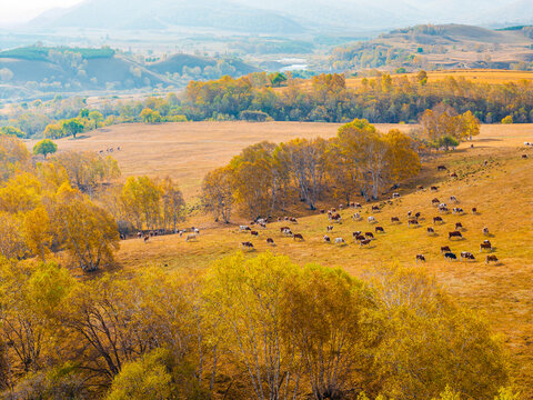 Aerial view of a herd of cattle grazing on a golden autumn pasture beside a hillside forest in Inner Mongolia, China