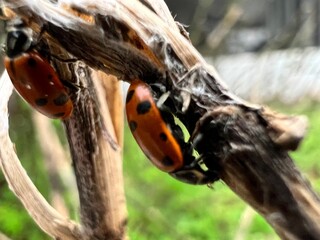 ladybird on a tree © Tony