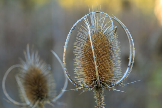 Dry teasel plant seed head in nature during the fall season