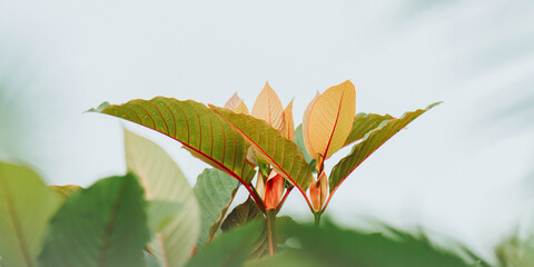 Kratom new growth showing vibrant leaves © Pawich Sattalerd