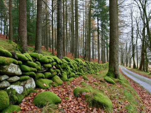 Forest stone wall covered in moss and autumn leaves