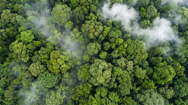 Breathtaking aerial view of a vibrant green tropical rainforest canopy, partially veiled by ethereal mist, highlighting pristine natural wilderness