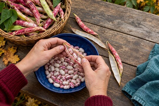 Hands shelling speckled cranberry beans into a blue bowl on a rustic wooden table. Harvesting fresh borlotti beans outdoors in autumn