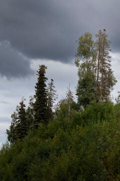 Bald eagle in a tree in Soldotna, Alaska