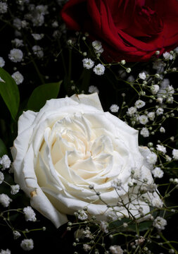 White rose in a bouquet