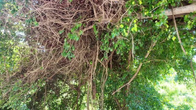 Large tree trunk with green valley and mountains in Venezuela