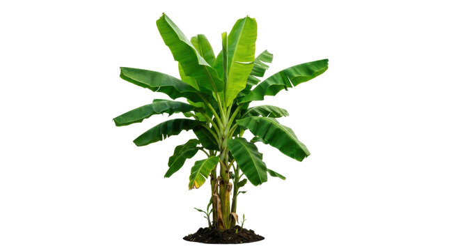Small green banana tree with large leaves isolated on transparent background