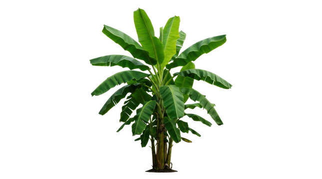 Single banana tree with large green leaves isolated on transparent background