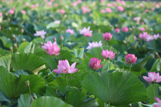 蓮の花