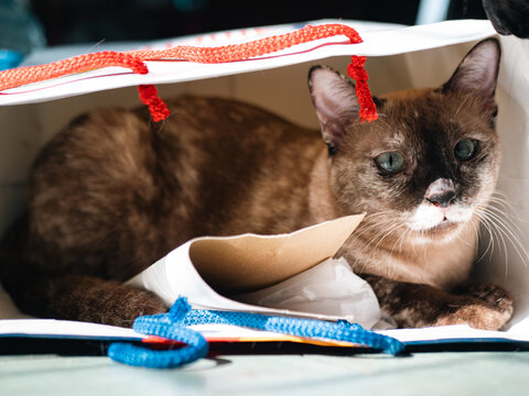 Brown tortoiseshell cat with green eyes resting inside a white paper shopping bag with red and blue handles, curious cat portrait in warm sunlight