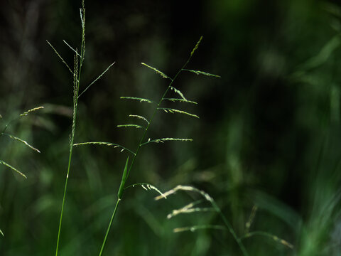 Single wild grass stem with delicate seed spikelets lit by soft light against a dark green blurred background, minimalist botanical nature photo with copy space