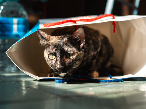 Tortoiseshell cat hiding inside an overturned white paper bag on a glossy green tile floor, intense eyes in dappled sunlight, water bottle in background
