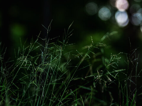 Dark moody wild grass with fine seed heads in deep shadow, dreamy blurred green forest background, low-key atmospheric nature scene with soft focus and copy space