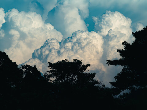 Massive billowing white cumulus clouds towering above dark tree silhouettes against a deep blue sky, dramatic summer thunderhead cloudscape