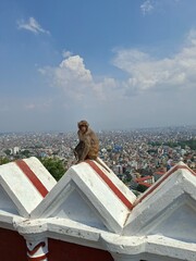Rhesus macaque monkey perched on temple wall overlooking Kathmandu city view in Nepal © Tisa