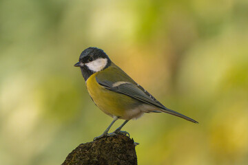Great tit perched on a tree stump against a soft autumn background © Marko